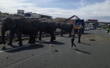 Xe đoàn xiếc lật, voi lang thang trên đường cao tốc