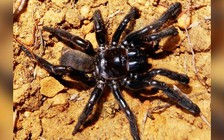 Nhện thọ nhất thế giới mất mạng vì ong bắp cày