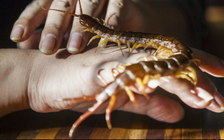 Suýt chết vì ăn rết sống