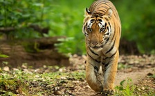 Ấn Độ dùng nước hoa Calvin Klein săn hổ dữ bị nghi sát hại 13 người