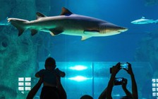 Nổi hứng... nhảy vào hồ bơi với cá mập ở Toronto
