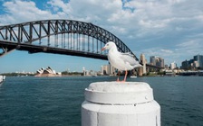 Có thể nhiễm vi khuẩn siêu kháng thuốc khi tiếp xúc với chim