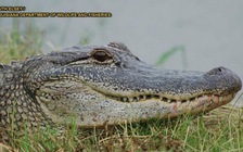 Cảnh báo cá sấu ‘phê ma túy đá’ bất đắc dĩ ở tiểu bang Mỹ