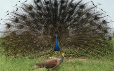 Bị đám đông đuổi giết vì săn công