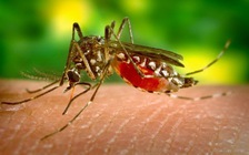 Báo động ký sinh trùng sốt rét kháng thuốc lây lan nhanh ở Việt Nam, Campuchia, Thái Lan