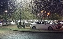 Châu chấu tấn công Las Vegas