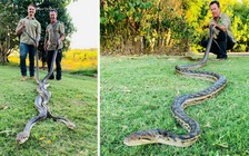 'Luyến ái' kịch liệt, đôi trăn khổng lồ làm thủng nóc nhà dân