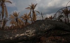 Mới tháng 7, loài người đã xài hết 'quota' tài nguyên của cả năm 2019