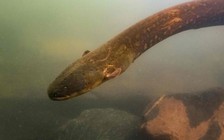 Phát hiện loài lươn phóng điện mạnh nhất thế giới