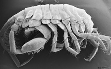 Phát hiện loài sinh vật mới sống trong hàm cá mập