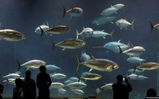 Các đại dương của thế giới đang thất thoát oxy nhanh chưa từng có