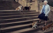 Người hầu của Nữ hoàng Anh nhiễm Covid-19