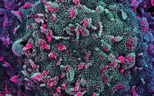 Nghiên cứu đột phá hứa hẹn kéo dài hiệu lực vắc xin Covid-19