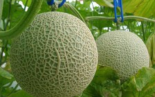 Người Việt sống trong hội dưa Melon ở Ibaraki - Nhật Bản