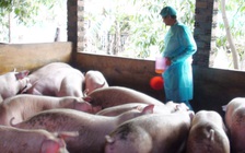 Phát hiện chất cấm trên đàn heo hàng trăm con