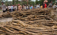 Campuchia mạnh tay chống buôn lậu gỗ