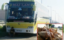 Xe chở thịt thối 6 lần vẫn vô can ?