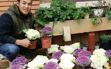 Sản vật ngày tết: Đưa rau vào chậu kiểng