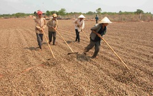Việt Nam chiếm 50% thị trường điều thế giới