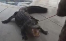 Cá sấu 'khủng' trong hồ bơi gia đình