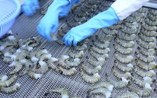 Ả Rập Xê Út tạm ngưng thông quan tôm nhập khẩu từ Việt Nam