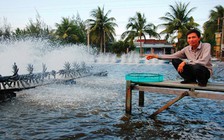 Giá tôm nguyên liệu giảm