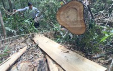 Công bố chi tiết vụ phá rừng pơ mu đặc biệt nghiêm trọng tại Quảng Nam