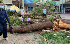 Ai chịu trách nhiệm việc học sinh tử vong vì cây phượng bật gốc trong sân trường