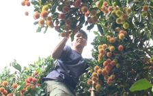 Nhà vườn lo tết không vui vì giá chôm chôm đường xuống thấp kỷ lục