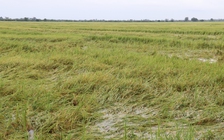 Bị ngập nước, nông dân bán tháo 2.500 đồng/kg lúa vẫn ế