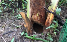 Sinh vật lạ tấn công vườn dừa ở Vĩnh Long, nông dân 'ngồi trên đống lửa'