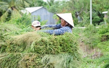 Chợ cỏ 'độc nhất' miền Tây: Lặn lội đến vùng giáp biên, ngâm mình dưới đầm nước