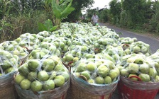 Tìm giải pháp cho đầu ra nông sản ĐBSCL