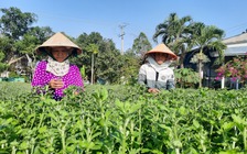 Đi bứt bông, người miền Tây có thu nhập tiền triệu để ăn Tết Nguyên đán