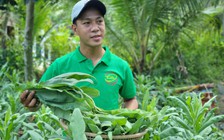 Trồng bồ công anh làm trà túi lọc, 8X thu nhập hàng chục triệu mỗi tháng