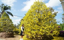 Bạn trẻ lưu lại hình ảnh mai vàng cổ thụ trên đường đi lễ xuân đầu năm