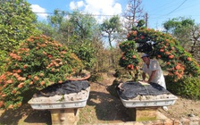 Độc đáo thú chơi hoa mẫu đơn cổ thụ ở miền Tây