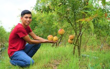 Rẽ hướng làm nông, chàng trai thu nhập khấm khá từ lựu đỏ Peru