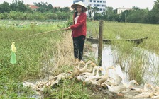 Tan trường đi chăn vịt, nữ sinh nghèo có thành tích học đáng ngưỡng mộ