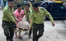 Phú Quốc: Người dân giao nộp rùa 'khủng' 70 kg cho kiểm lâm
