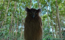 Hình ảnh chim cú cá quý hiếm xuất hiện tại Vườn quốc gia Mũi Cà Mau