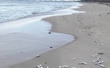 Kiểm tra tình trạng cá chết ở vịnh Đà Nẵng