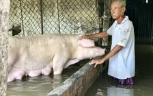 Nước sông Hậu dâng làm vỡ đê, nước ngập 1 mét làm nhiều hộ dân phải 'bơi'