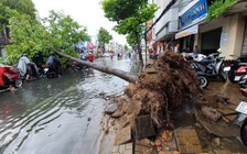 Cần Thơ: Giông lốc, mưa to, hàng loạt cây xanh đổ ngã, đè trúng ô tô