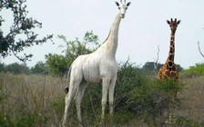 Cá thể cái duy nhất của loài hươu cao cổ trắng ở Kenya chết vì bọn săn trộm