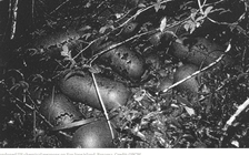 Mỹ sẽ phá hủy 8 quả bom hóa học thời Thế chiến 2 ở Panama