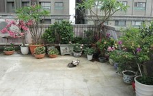 Bị bạn trai tấn công tình dục, nữ sinh nhảy lầu tự tử