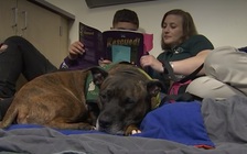 Chó trị liệu hỗ trợ học sinh cải thiện kỹ năng đọc và sự tự tin