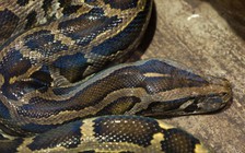 Phát hiện kinh hoàng: một phụ nữ Indonesia bị trăn nuốt chửng vào bụng