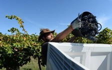 Úc nới lỏng quy định thị thực cho lao động nước ngoài